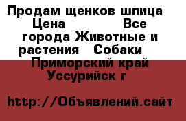 Продам щенков шпица › Цена ­ 20 000 - Все города Животные и растения » Собаки   . Приморский край,Уссурийск г.